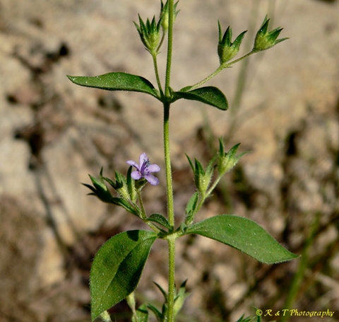 {Trichostema brachiatum}
